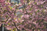 Kwanzan Cherry Tree 2011 05